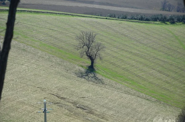 Árvore isolada no campo — Fotografia de Stock