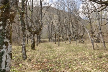 ahşap kuru ağaçlar 