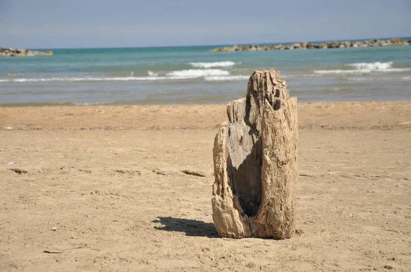 Isolated dry trunk — Stock Photo, Image