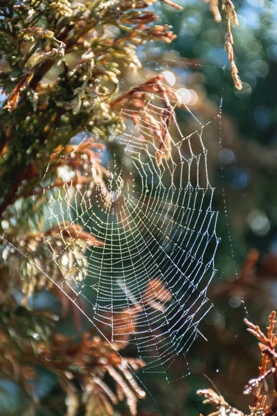 Sonbahar sabah örümcek ağı