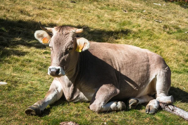 Katalonya Milli Parkı Dağı mera üzerinde inek. 