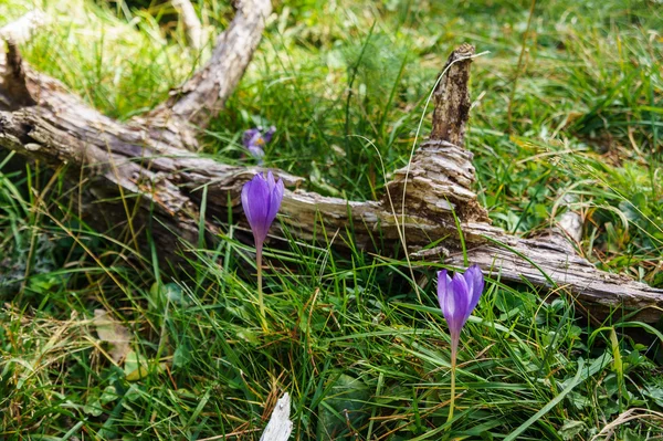 Mor çiğdemler çayırda