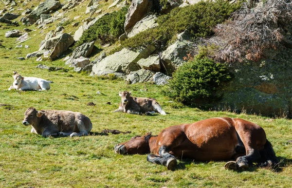 Dağ mera üzerinde öğleden sonra dinlenme