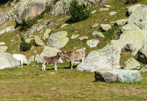 Buzağı hassasiyet bir mera üzerinde.