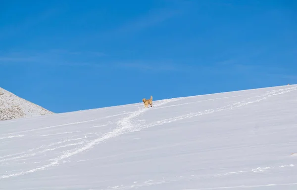 Bir kayak pisti üzerinde yalnız köpek.