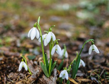 Ormanın içinde hassas bahar campanula'lar.