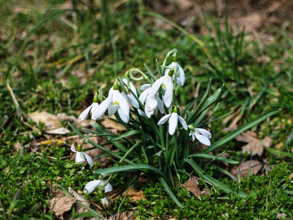 Güzel hassas beyaz kardelen ilk çim arka planı.