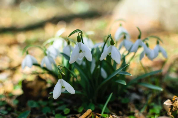 Altın arka plan üzerinde hassas beyaz kardelen.