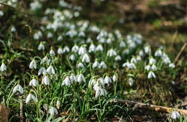 Glade ile ormanda beyaz yumuşak kardelen.
