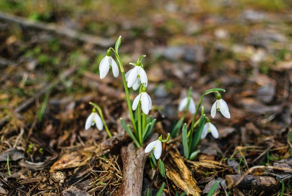 Kuru dallar arasında hassas beyaz kardelen