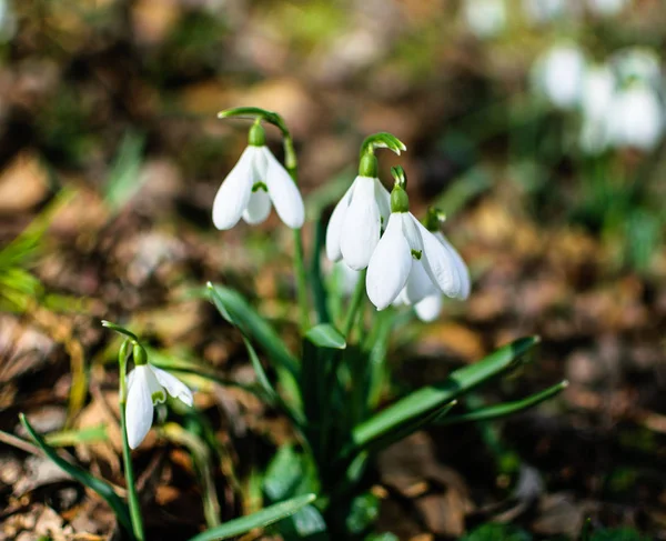 Sıcak bir arka plan üzerinde muhteşem yumuşak beyaz kardelen