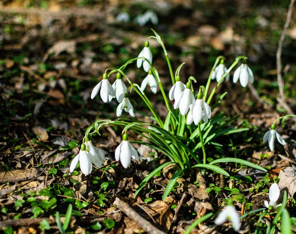 Bush geçen yılki yaprakları arka planı beyaz kardelen.