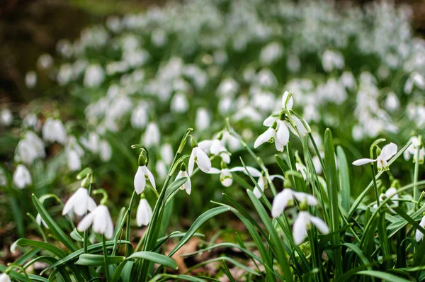 Güzel beyaz yumuşak kardelen