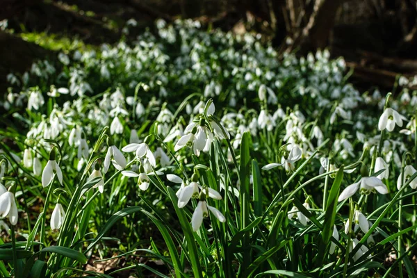 Glade beyaz hassas güzel kardelen
