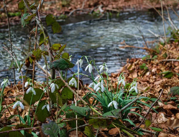  Kardelen bir dağ nehir kıyısında