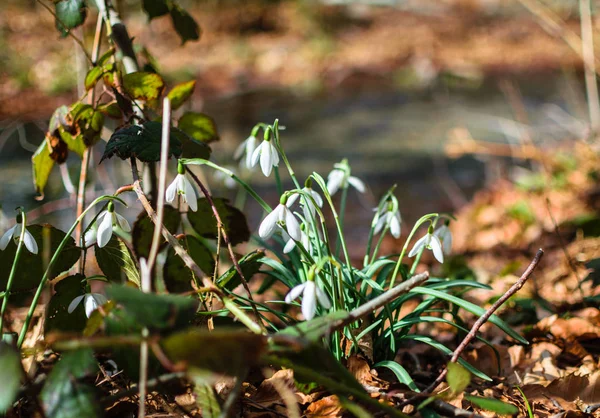 Kardelen ve böğürtlen Nehri kıyısında