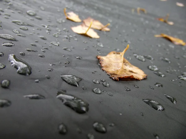 Drops and the leaves on a dark background — Stock Photo, Image