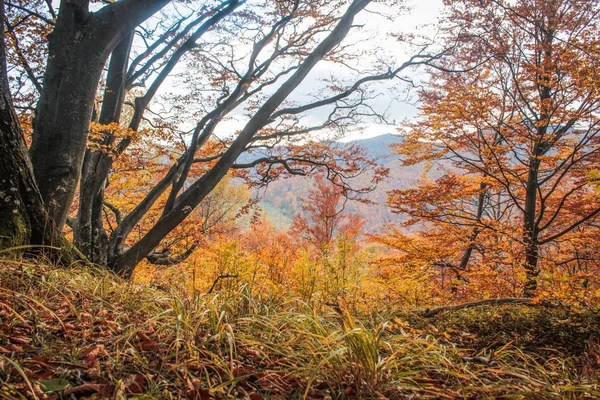 Herbst Gelbes Laub Den Bäumen Wald — Stockfoto