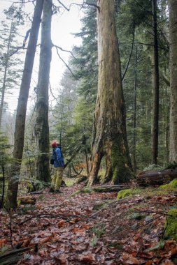 Ormandaki bir ağaç üstündeki bir adam görünüyor. Karpat yedekte iğne yapraklı orman
