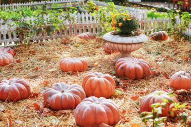 Büyük parlak turuncu balkabakları bahçede güneşli bir günde kuru yaprakların ve samanların içinde uzanır. Kavram - sonbahar arkaplanı, hasat. 