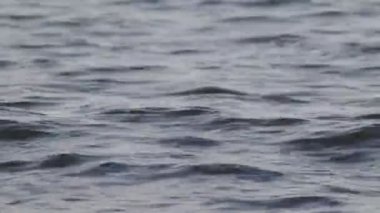Düşük dalgalı güzel mavi deniz suyu yüzeyi. Deniz manzaralı arka plan. Sakin Kara Deniz Dalgaları. Yakın çekim, sığ odak. Düşük ışık