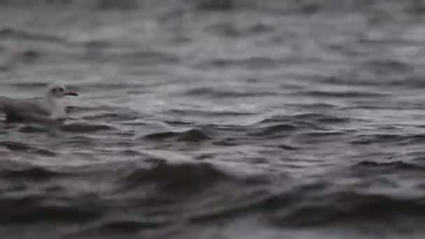 Gaviotas Nadando Hermoso Mar Azul Con Olas Aves Silvestres Hábitat — Vídeos de Stock