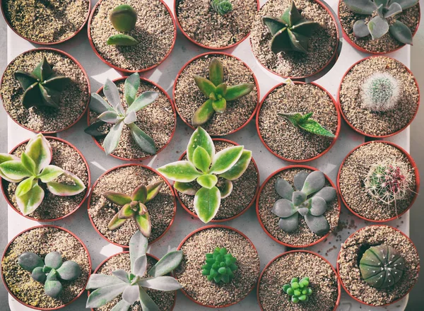 Muitos pequenos tipos diferentes de plantas de cacto. Esta planta usada para decoração casa, escritório, sala de estar ou jardim . — Fotografia de Stock