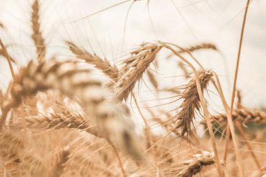 Altın buğday tarlasının arka planında buğday dalları var. Bulanık arkaplan ile seçmeli odak.