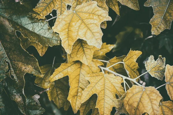 Piękne brązowe liście dębu na ciemnym tle w jesienny dzień. Kolorowe, żywe liście dębu w sezonie jesiennym — Zdjęcie stockowe
