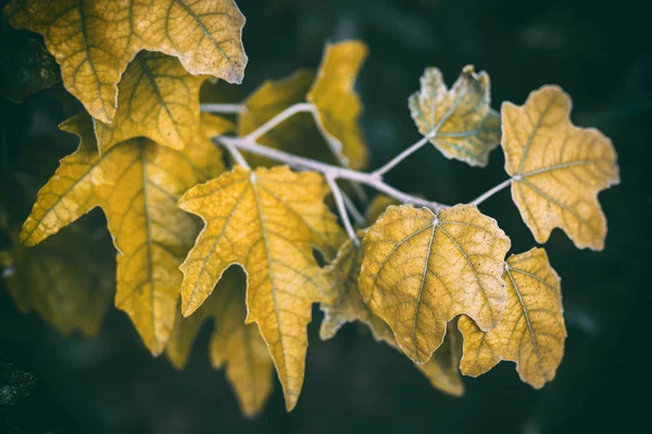 Krásné hnědé duby listy na tmavém pozadí v podzimním dni. Barevné, živé dubové listy během podzimního období — Stock fotografie