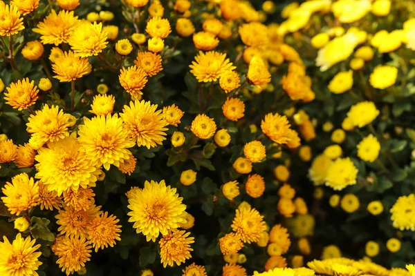 Fiori di crisantemo giallo vista dall'alto primo piano con sfondo scuro. Fioritura variopinta di fiori di crisantemo gialli e arancioni in azienda. Focus selettivo . — Foto Stock