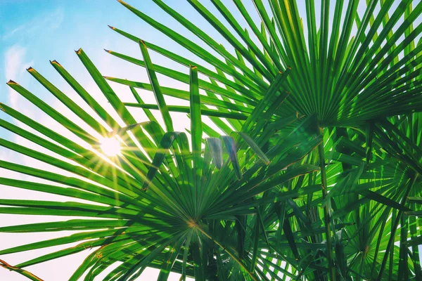 tropical palm leaf background, coconut palm trees perspective view. Background of palm leaves and sun on blue sky.  Concept: summer, vacation, exotic