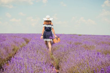 Lavanta tarlasında bir kadın. Mavi elbiseli ve beyaz şapkalı kadın. Lavanta sırasına giriyor. Mavi elbiseli ve beyaz şapkalı kız lavanta tarlasında duruyor. Yumuşak odak