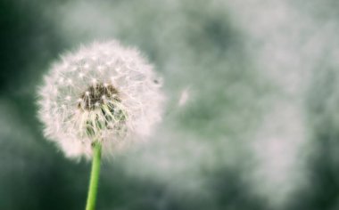 Klasik hafif ton ve soyut doğa arkaplanı ve odak dışı karahindiba