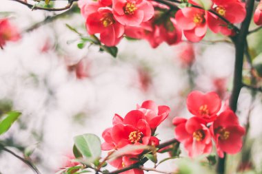Dallardaki kırmızı çiçekler, çiçek açan Chaenomeles. Pek çok dekoratif kırmızı çiçeğin yakın çekimi bir ağaçta tam çiçeklenme güneşli bir bahar gününde bir bahçede, güzel bir açık hava çiçekli arka planda