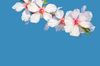 Mavi arka planda kiraz çiçekli bir dal. Çiçekler kiraz ağacına yakın plan. Sakura ağaçlarının çiçek açma zamanı. Kopyalama alanı olan web pankartı