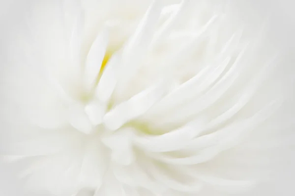 Fleur Blanche Floue Gros Plan Pétale Fleur Blanche Chrysanthème Utilisé — Photo