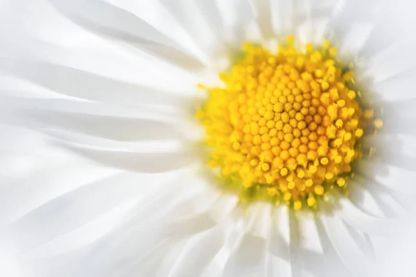 Розфокусована Біла Велика Ромашкова Квітка Ромашкові Квіти Крупним Планом Жовті Ліцензійні Стокові Фото