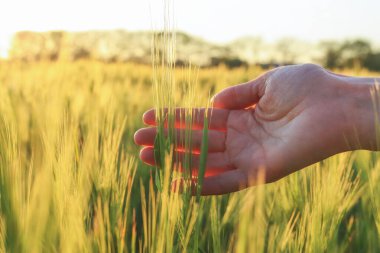 Avuç içlerindeki yeşil sivri uçlar batan güneşin ışınlarıyla bir tarlanın arka planına karşı. Organik tarım kavramı. Seçici odak, son derece sığ DOF, bulanık arkaplan