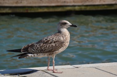 Brighton pier şirin popo ile bir korkuluk martı ayakta