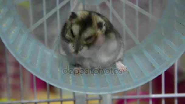 Gri cüce hamster — Stok video