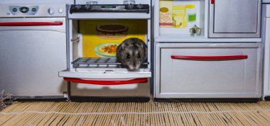 Gri cüce hamster