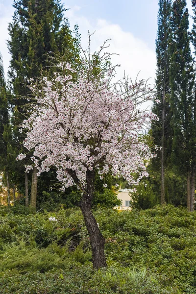 अल्गरवे प्रदेश, पोर्तुगाल मध्ये फेब्रुवारी मध्ये सुंदर फुलांसह फुलांसह बदाम वृक्ष दृश्य . — स्टॉक फोटो, इमेज