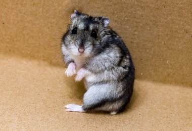 Gri cüce hamster