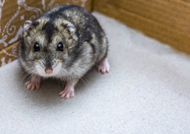 Gri cüce hamster