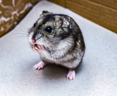 Gri cüce hamster