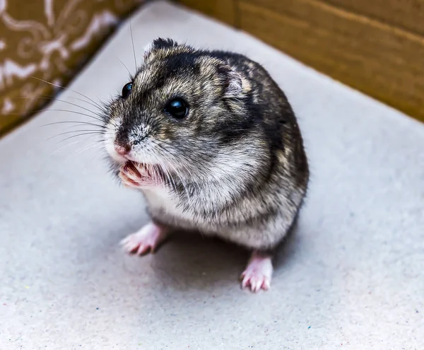 Gri cüce hamster