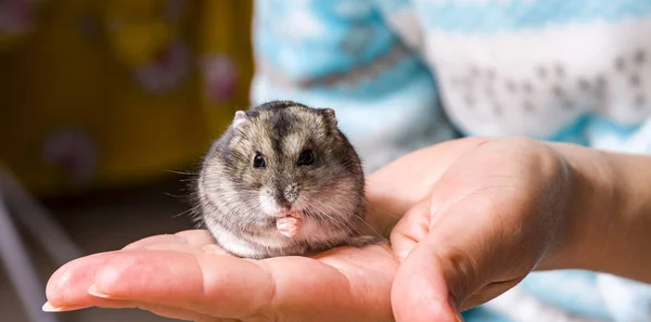 Hamster nain gris macro gris, se tient poilu, fourrure , , — Photo