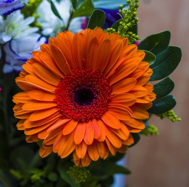 Makro görünümü ile oval turuncu renkli çiçek yaprakları ve sarı ercik şeklinde mavi arka plan üzerinde