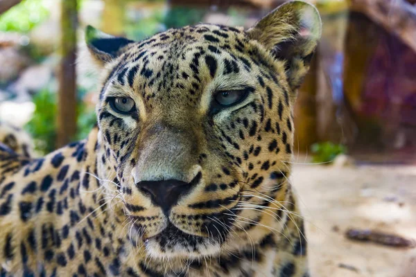 Portrait of Leopard — Stock Photo, Image